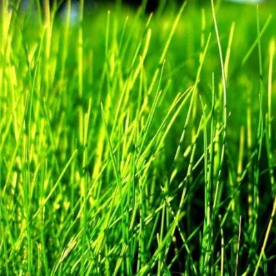 shadow cesped zulueta