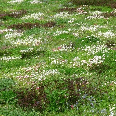 turf flowers cesped zulueta
