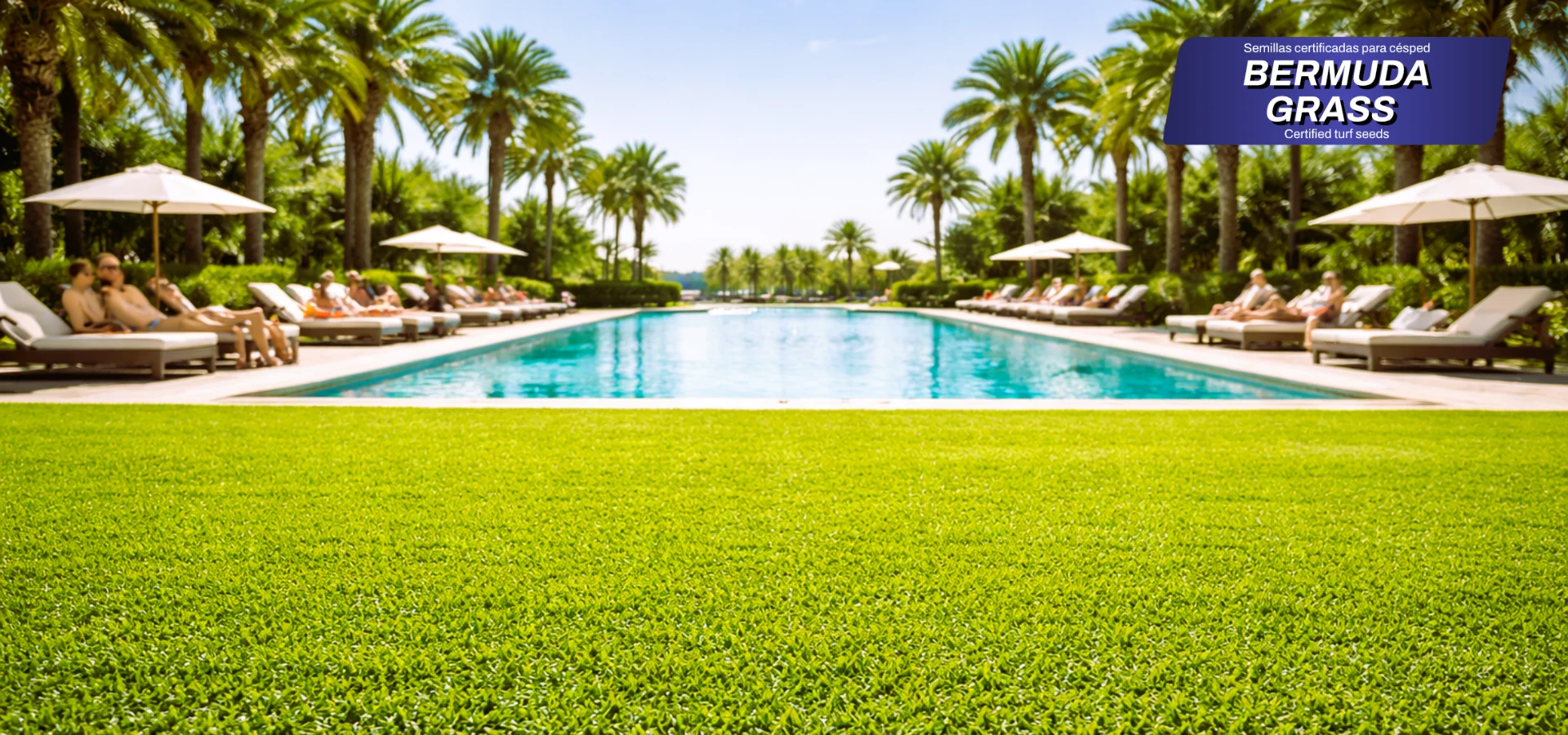 zulueta mezclas semillas bermuda grass portada