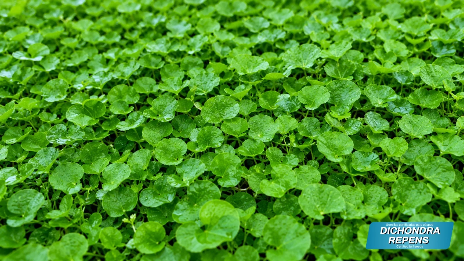 dichondra repens hero