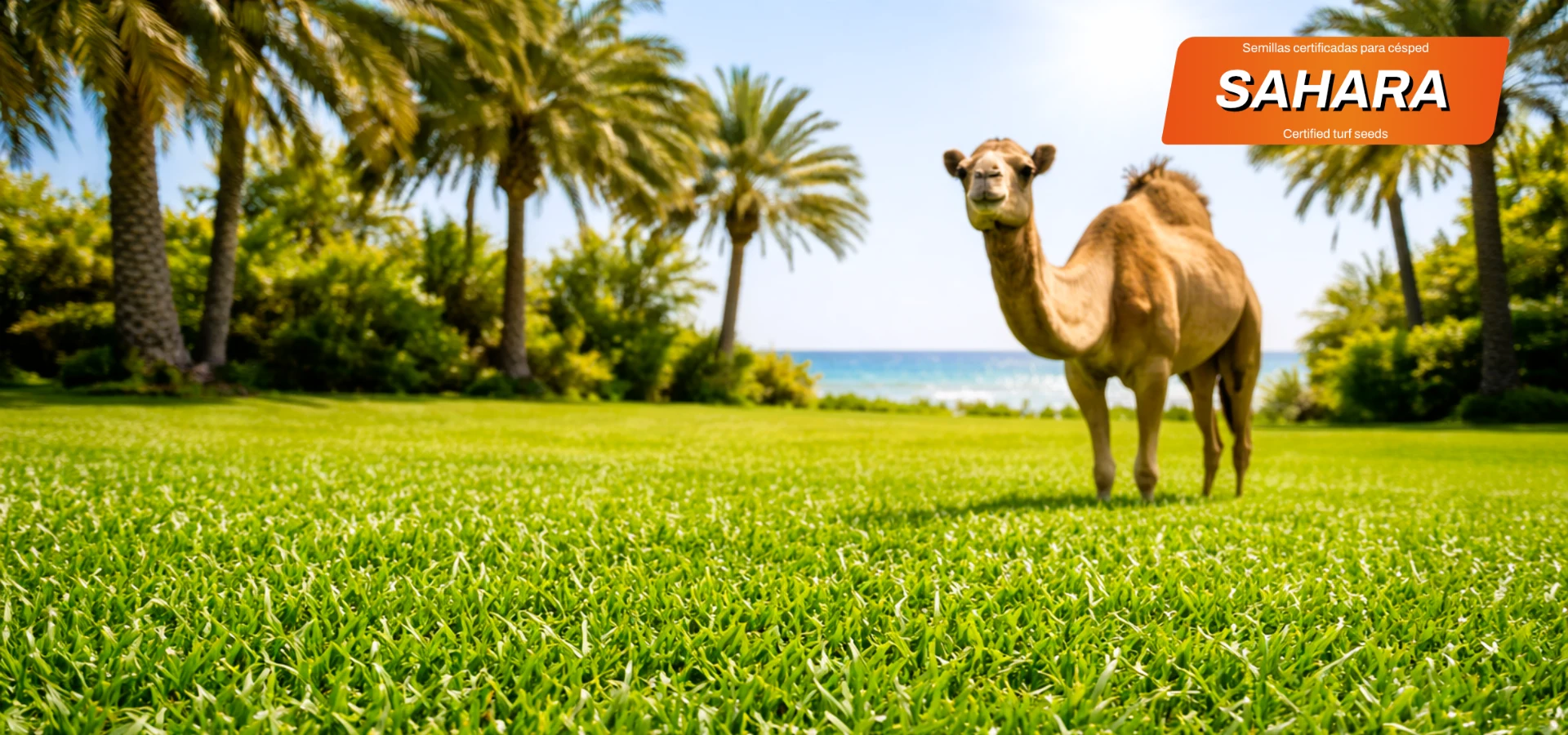 zulueta mezclas semillas sahara portada.webp