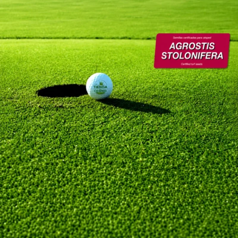 agrostis stolonifera detalle 1 1 a loja